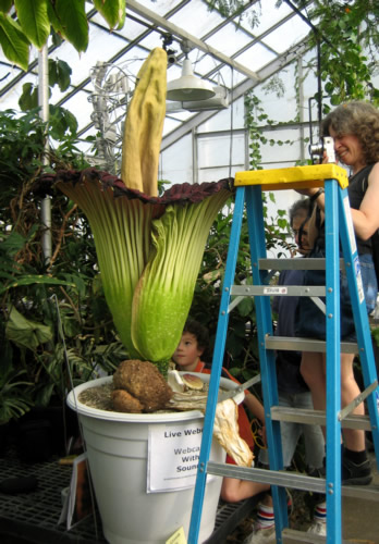 Corpse Flower Blossom