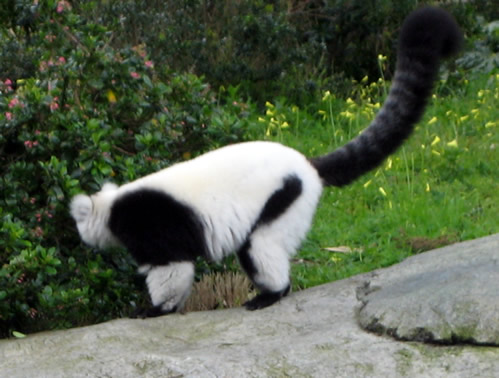 sfzoo-lemur1.jpg