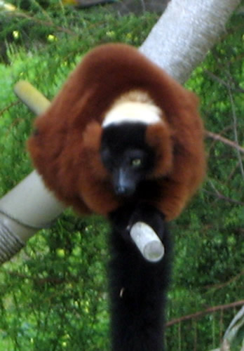 sfzoo-lemur2.jpg