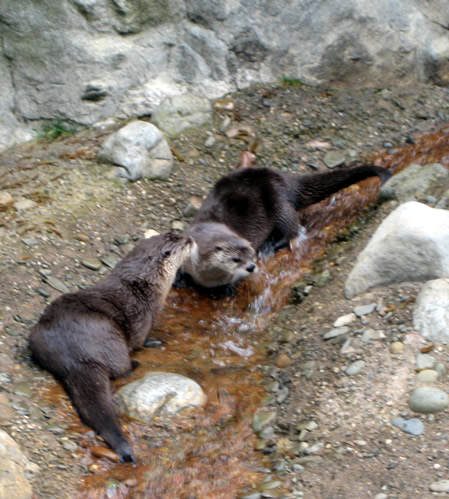 sfzoo-riverotters.jpg