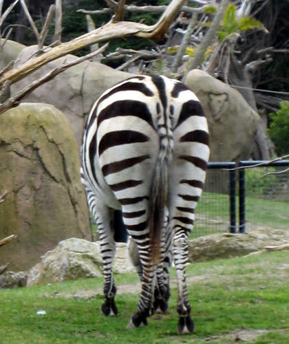 sfzoo-zebrabutt.jpg