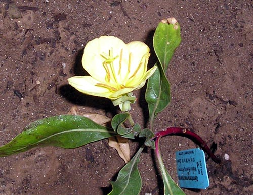 yellow primrose