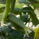 2011-06-Garden-babycucumbers