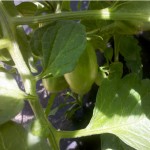 2011-06-Garden-babytomatoes