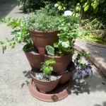 2011-06 Herb Garden