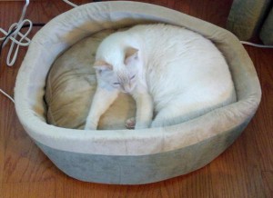 HeatedCatBed