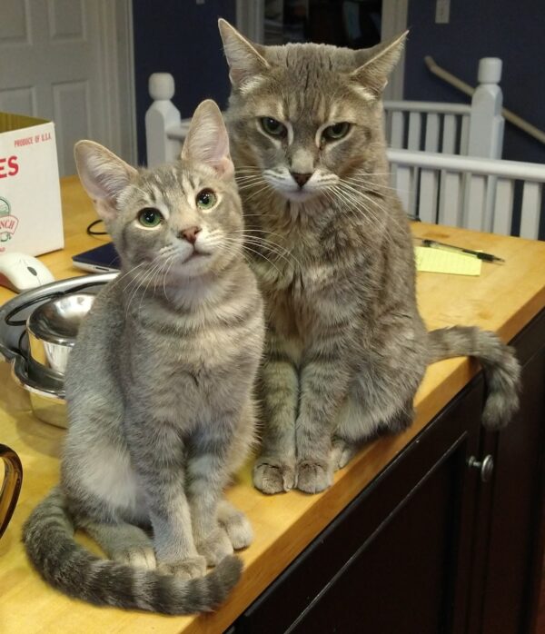 Two grey tabbies sitting next to each other