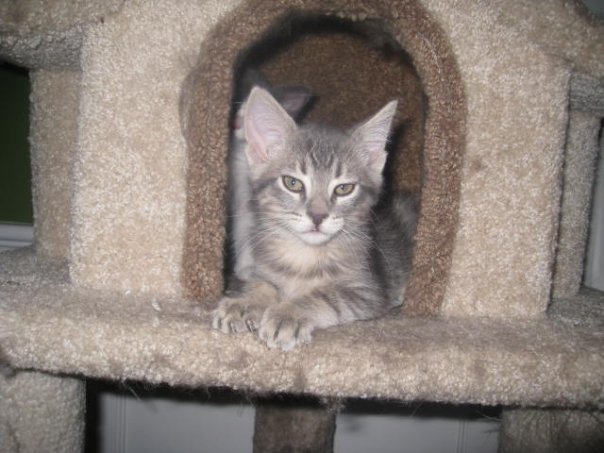 A small grey tabby kitten sitting in a cat tree