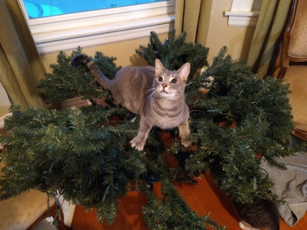 A grey cat with wild eyes sitting on top of the base of a Christmas tree