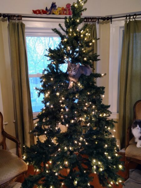 A grey cat peering from inside the Christmas tree. 