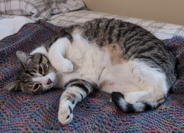 A portly tabby cat on her side, exposing her plush white belly and begging for tummy rubs. 